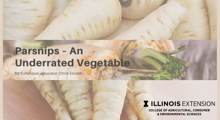 Parsnips An Underrated Vegetable Good Growing Illinois Extension